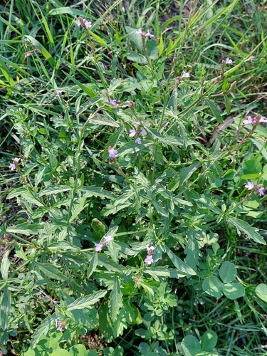 Common vervain