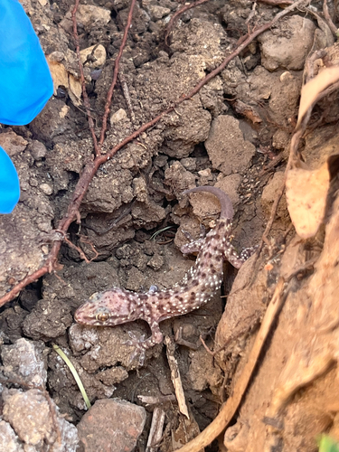 Mediterranean House Gecko