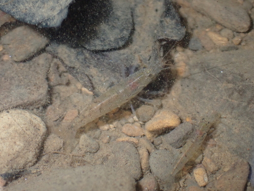 Caridina typus observed 2026-09-19