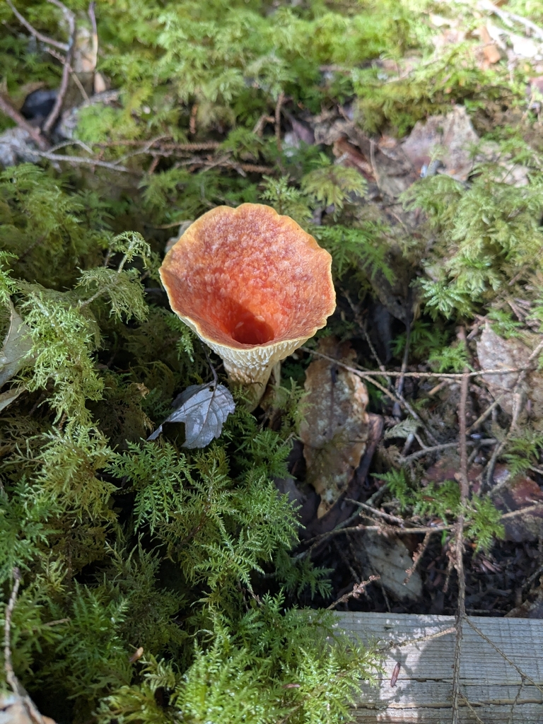 Scaly Chanterelle · September 2026 · photo: Photo: no rights reserved · iNaturalist