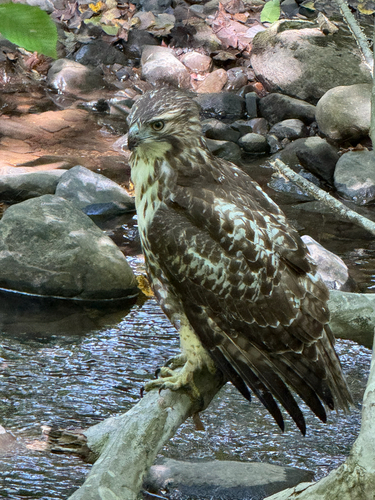 Red-tailed Hawk