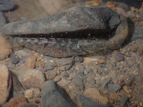 Caridina typus observed 2026-09-19