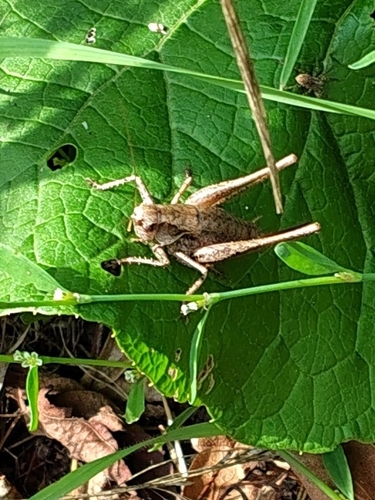 Dark Bush-cricket