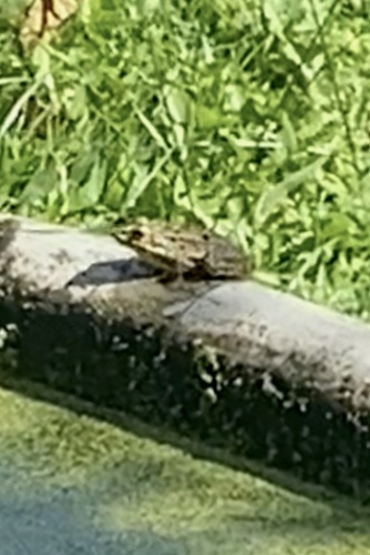 Iberian Green Frog