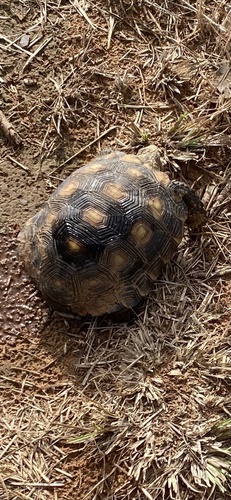 Texas Tortoise