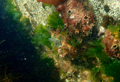 Contusus brevicaudus