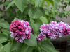 Common Lilac - Photo (c) drweltschmerz, some rights reserved (CC BY-NC)