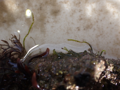 Chaetomorpha linum observed 2026-09-19