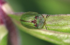 Cassida stigmatica