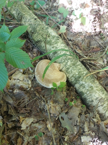birch polypore