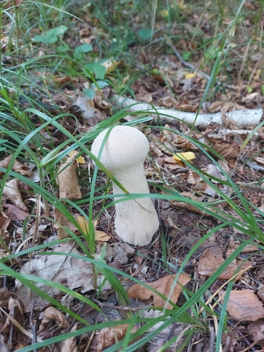 Pestle Puffball