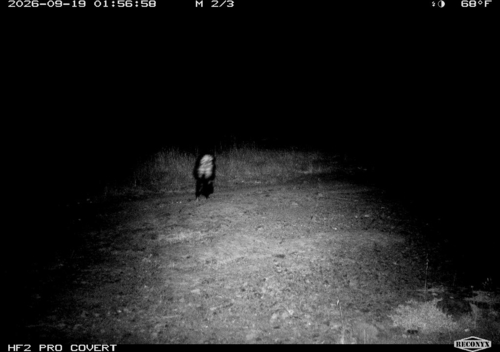 Striped Skunk