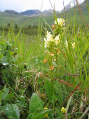 Pedicularis tuberosa