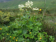Peucedanum ostruthium