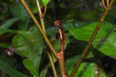 Aglaia rimosa