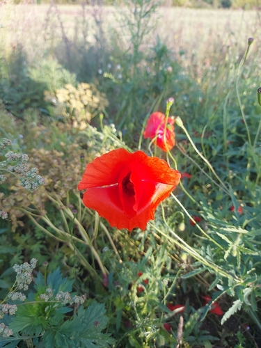 common poppy