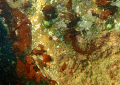 Contusus brevicaudus