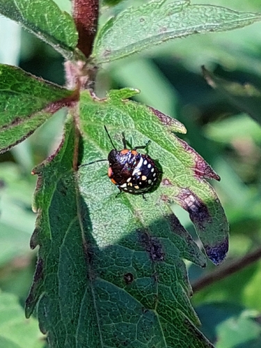 Southern Green Stink Bug