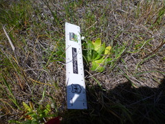 Plagiobothrys tenellus