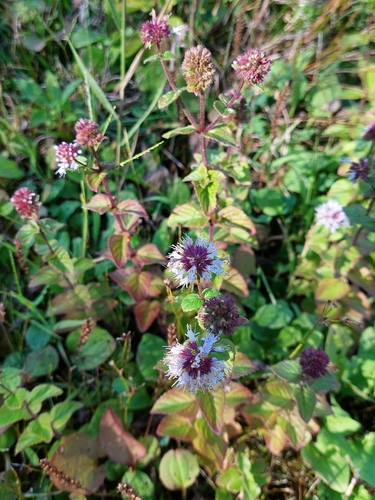 watermint