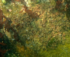 Contusus brevicaudus