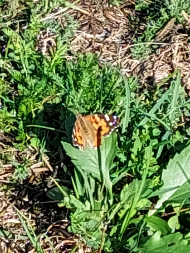Painted Lady