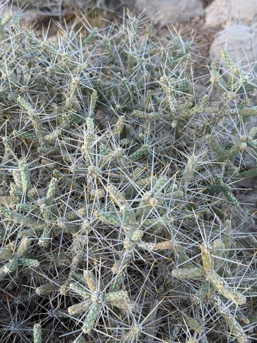 Cylindropuntia ramosissima, photograph 2