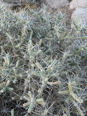 (c) CK2AZ, some rights reserved (CC BY) Cylindropuntia ramosissima, photograph (c) CK2AZ, some rights reserved (CC BY)