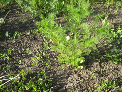 Tripleurospermum inodorum