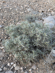 (c) CK2AZ, some rights reserved (CC BY) Cylindropuntia ramosissima, photograph (c) CK2AZ, some rights reserved (CC BY)