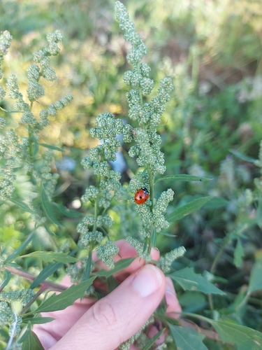 Seven-spotted Lady Beetle