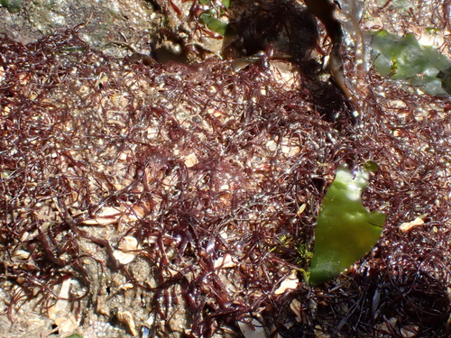 Catenella observed 2026-09-19