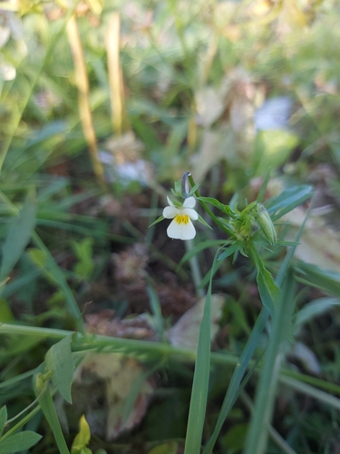 European field pansy