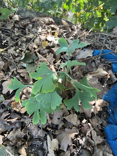 ginkgo