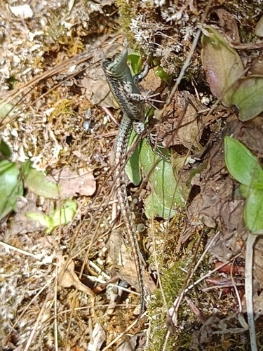 Common Wall Lizard