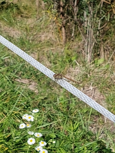 Common Darter