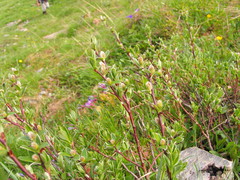 Salix alpina