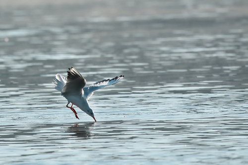 Black-headed Gull
