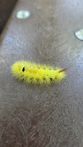 Pale Tussock Moth