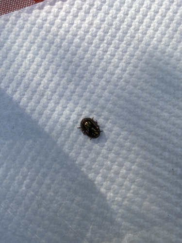 Rosemary Beetle