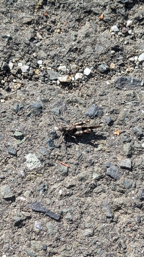 Blue-winged Grasshopper