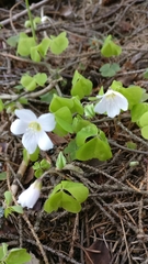 Oxalis acetosella
