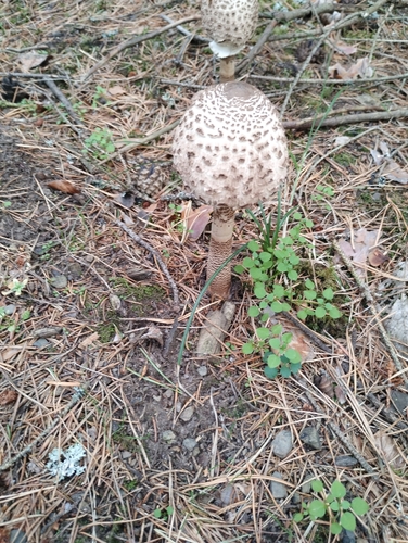 Parasol