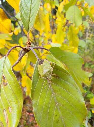 Green Shield Bug