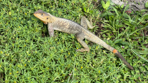 Peters's Rock Agama