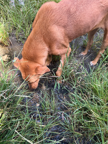 Domestic Dog