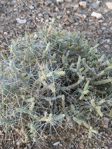 Cylindropuntia ramosissima