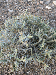 (c) CK2AZ, some rights reserved (CC BY) Cylindropuntia ramosissima, photograph (c) CK2AZ, some rights reserved (CC BY)