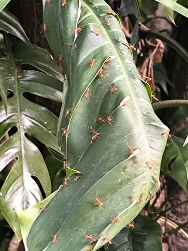 Asian Weaver Ant
