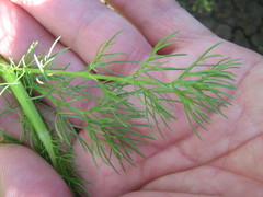 Tripleurospermum inodorum